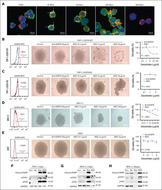 Internalization and cytotoxic assay. (A) The antigen-antibody complexes are endocytosed, and anti–IGSF9-DXd is fluorescently labeled with green, and anti–LAMP-1 is fluorescently labeled with red. (B-E) The different concentrations of anti–IGSF9-DXd are used to treat THP-1-IGSF9-WT, -KO, MV4-11, and U937 cells. (F-H) The cleaved PARP, pCHK1, and pH2A are detected by western blotting in THP-1 and MV4-11 cells. Ab, antibody; Con, concentration.