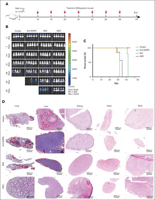 Anti–IGSF9-DXd–treated the advanced AML models. A total of 1 × 106 THP-1-luc cells are injected into NSG mice via the tail vein. (A) At 15 days after injection administration, treatment is initiated using isotype control, anti-IGSF9, DXd, and anti–IGSF9-DXd, and administered every 4 days. (B,C) The bioluminescence imaging is used to detect disease progression, and the survival curve is drawn. (D) H&E staining is used to observe the tumors in lungs and liver, and tissue structure and cell morphology of kidney, heart, and brain.