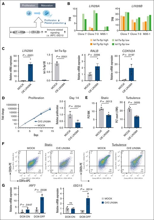 LIN28A regulates the let-7 miRNA–RALB axis in imMKCLs. (A) A schematic illustration depicting the let-7 miRNA–RALB axis regulating immune-related signaling, which alters the proliferation and platelet production capacity of imMKCLs. (B) LIN28A but not LIN28B shows increased expression in let-7low cells compared to let-7high cells. Bar graphs show TPM values of the indicated genes from 3 distinct imMKCL clones. (C) The lentiviral-mediated overexpression (O/E) of LIN28A significantly increased LIN28A and RALB messenger RNA (mRNA) expression while suppressing let-7a-5p expression. (D) Growth curve and relative fold change of the cell count on day 14 of MOCK and LIN28A O/E imMKCLs (clone 7). (E) LIN28A overexpression led to deficient iPSC-PLT generation by imMKCLs (clone 7). (F) Representative flow cytometry plots of iPSC-PLTs generated from MOCK or LIN28A O/E imMKCLs in static or turbulent flow conditions. CD41+CD42b+ platelets were identified from a platelet-sized gate. (G) LIN28A overexpression induced mRNA expression of representative immune-related genes in imMKCLs. Data are expressed as the mean ± standard error of the mean (SEM) from 3 to 4 independent experiments. Unpaired 2-tailed Student t tests were used to assess statistical significance. TPM, transcripts per kilobase million.