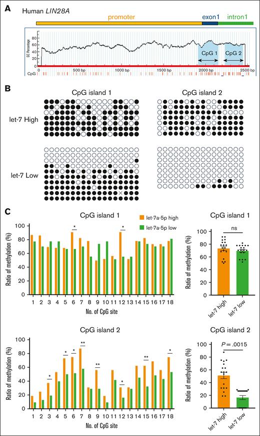 Distinct DNA methylation at human LIN28A CpG island 2 in let-7 low and let-7 high imMKCLs. (A) A schematic representation of CpG islands in the human LIN28A gene. Two CpG islands sequences were identified using the MethPrimer platform. Bisulfite PCR was performed, and the methylation status of each CpG island was evaluated. (B) The methylation status of individual CpG dinucleotides in human LIN28A CpG islands was analyzed by bisulfite sequencing in let-7high and let-7low cells. Results are shown by methylated (closed) or unmethylated (open) circles. (C) Individual and total methylation rates of 2 CpG islands are shown. Fisher exact tests were used to assess statistical significance by QUMA software. ∗P < .05; ∗∗P < .01. ns, not significant.