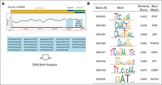 TF binding motif analysis of CpG island 2 in the human LIN28A gene and functional enrichment of candidate transcription factors. (A) A schematic representation of CpG island 2 in the human LIN28A gene. TF binding sites of CpG island 2 were identified using the TFBIND software. (B) The top motifs identified are listed in the table.