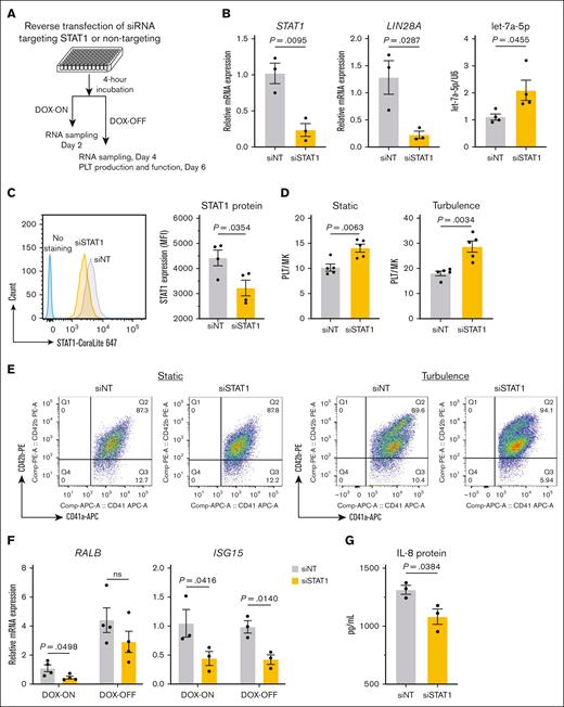 STAT1 is the upstream regulator of LIN28A in imMKCLs. The siRNA SMARTpool designed against human STAT1 (siSTAT1) and a siNT were transfected into imMKCLs. (A) A schematic illustration of the experimental procedure of siRNA-mediated STAT1 knockdown in imMKCLs. (B) STAT1 knockdown significantly decreased STAT1 and LIN28A mRNA expression and increased let-7a-5p expression. (C) Intracellular protein levels of STAT1 (mean fluorescence intensity detected in siNT or siSTAT1 imMKCLs by intracellular flow cytometry. STAT1 expression was compared using a histogram overlay in the left panel. (D) STAT1 knockdown improved iPSC-PLT generation by imMKCLs (clone 7). (E) Representative flow cytometry plots of iPSC-PLTs generated from siNT or siSTAT1 imMKCLs in static or turbulent flow conditions. CD41+CD42b+ platelets were identified from a platelet-sized gate. (F) STAT1 knockdown decreased mRNA expression of representative immune-related genes in imMKCLs. (G) The secretion of IL-8 from clone 7 and clone 7-3 during the maturation stage (DOX-OFF day 6). Data are expressed as the mean ± SEM from 3 to 4 independent experiments. Unpaired 2-tailed Student t tests were used to assess statistical significance. IL-8, interleukin 8; MK, megakaryocyte; ns, not significant.