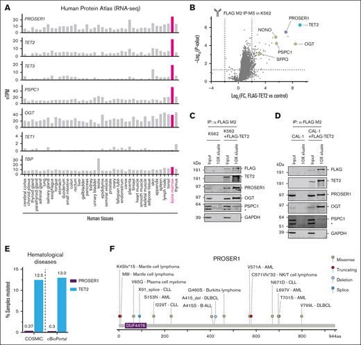 PROSER1 is an integral component of TOPD complexes in hematopoietic cells. (A) Bar charts showing Human Protein Atlas normalized mRNA expression (nTPM) across 40 human tissue types for PROSER1, TET2, TET3, PSPC1, OGT, TET1, and TBP (reference). All TOPD mRNA transcripts, except TET1, are highly expressed in BM. (B) Volcano plot showing protein hits from FLAG M2 immunoprecipitation and mass spectrometry (IP-MS) in K562 cells overexpressing FLAG-tagged full-length human TET2 compared to wild-type control (n = 3 biological replicates). Dotted lines indicate fourfold change and P value of .05. TOPD complex partners are highlighted and identified. See supplemental Table 2 for full list of enriched proteins in IP-MS experiment. (C) Western blot of input and 10× concentration eluates from FLAG M2 IP on independent lysates from wild-type K562 or K562 cells overexpressing FLAG-tagged full-length human TET2. Asterisk (∗) indicates a nonspecific reactive band. (D) Same as in panel C but for lysates obtained from the human dendritic cell line, CAL-1, overexpressing FLAG-tagged full-length human TET2. (E) Bar chart showing frequency of all PROSER1 and TET2 mutations found in hematological malignancies and listed in COSMIC33 and cBioPortal34 databases. (F) Lollipop diagram indicating PROSER1 alterations (missense, truncating, deletion, and splice mutations) identified in human hematopoietic malignancies. The change in amino acid sequence as well as disease subtype is shown. Mutational data were curated from COSMIC33 and cBioPortal.34 AML, acute myeloid leukemia; B-ALL, B-cell acute lymphoblastic leukemia; DLBCL, diffuse large B-cell lymphoma; FC, fold change; NK, natural killer.