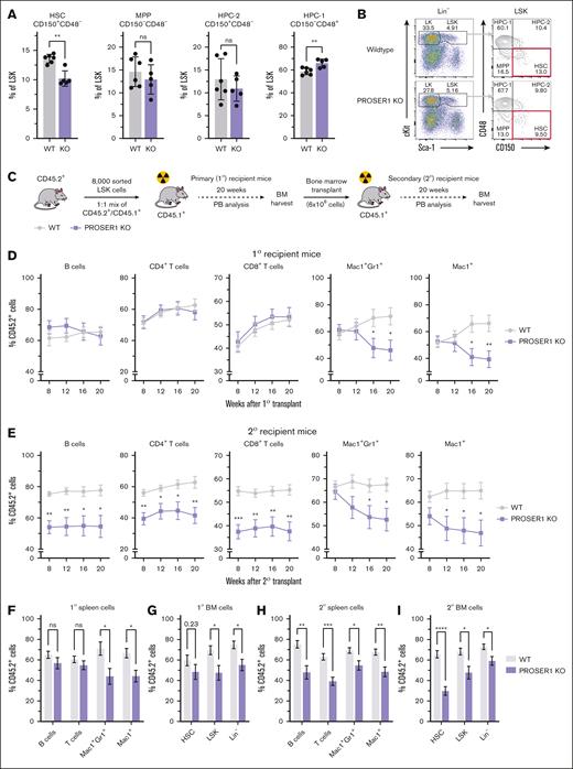 Loss of PROSER1 leads to exhaustion of HSC activity upon serial transplantations. (A) Bar charts showing fraction of CD150+CD48– long-term HSCs, CD150–CD48– MPP, CD150+CD48+ HPC-2, and CD150–CD48+ HPC-1 cells within the LSK population in 5- to 6-month-old wild-type and PROSER1-deficient animals. Data represent mean ± standard deviation (n = 5-6). ∗∗P < .01 (unpaired 2-tailed t test with Welch correction). (B) Representative FACS plots showing gating strategy46 as well as CD150/CD48 surface marker expression in LSK cells harvested from wild-type and PROSER1-deficient animals. (C) Schematic showing serial transplantation assay. Sorted LSK cells from CD45.2+ wild-type or PROSER1 KO mice were mixed with equal numbers of sorted CD45.1+ LSK competitor cells and transplanted into lethally irradiated primary (1°) CD45.1+ recipients. After 20 weeks, 6 × 106 unfractionated nucleated BM cells pooled from primary mice were retransplanted into lethally irradiated secondary (2°) recipient mice. (D) Percentages of CD45.2+ cells in periodic peripheral blood samples from 1° recipient mice in B220+ B-cell, CD4+ T-cell, CD8+ T-cell, Mac1+Gr1+ neutrophilic granulocyte, and Mac1+ monocyte/granulocyte cell populations over 20 weeks. Data represent mean ± standard error of the mean (SEM) (n = 8). ∗P < .05; ∗∗P < .01 (unpaired 2-tailed t test with Welch correction). (E) Same as in panel D but for 2° recipient animals. (F,H) Bar charts showing percentages of CD45.2+ cells in the indicated terminal differentiated lineages in spleens harvested from 1° (F) or 2° recipient animals (H) after 20 weeks. (G,I) Same as for panels F,H but for hematopoietic stem and progenitor cells in BM harvested from 1° (G) or 2° recipient animals (I) after 20 weeks. Data represent mean ± SEM (n = 8). ∗P < .05; ∗∗P < .01; ∗∗∗P < .001; ∗∗∗∗P < .0001 (unpaired 2-tailed t test with Welch correction). HPC, hematopoietic progenitor cell; MPP, multipotent progenitor; ns, not significant; PB, peripheral blood; WT, wild-type.
