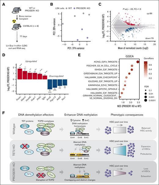 Deregulation of genes involved in cell cycle and HSC homeostasis in PROSER1-deficient LSK cells. (A) Schematic showing experimental setup to isolate wild-type and PROSER1-deficient LSK cells from BM chimeric animals. C57BL/6 recipients were lethally irradiated. (B) Principal component analysis plot of RNA seq data from biological replicate samples of wild-type (n = 4) and PROSER1 KO (n = 3) LSK cells. (C) MA plot showing differential expression analysis of wild-type and PROSER1 KO LSK cells. Red and blue symbols indicate significantly differentially upregulated and downregulated genes, respectively (threshold, P-adj < .05; FC > 1.5). The total number of differentially regulated genes in each category are indicated. See supplemental Table 3 for full list of differentially expressed genes. (D) Differential expression of selected genes with known roles in HSC homeostasis. Bars represent log2 fold change of expression in PROSER1 KO relative to wild-type LSK. Error bars represent the estimated standard error from DESeq2 output. Statistical significance was measured by Benjamini-Hochberg adjusted P value. ∗P-adj < .05; ∗∗P-adj < .01; ∗∗∗P-adj < .001; ∗∗∗∗P-adj < .001. (E) Enrichment scores (GSEA) of PROSER1 KO vs wild-type LSK cells in gene sets associated with cell cycle regulation and HSC quiescence. NES, gene ratios, and –log10 FDR values are displayed for each gene signature. (F) Illustration of the roles of PROSER1 and TET2 in regulation of DNA methylation and hematopoiesis. PROSER1 is a pan-TET interactor important for maintenance of DNA methylation homeostasis in hematopoietic cells. Loss of PROSER1 results in disruption of TOPD complexes and overlapping and distinct enhancer DNA methylation changes compared to changes observed in TET2 KO cells. These DNA methylation changes and the resulting deregulation of genes governing cell cycle and HSCs likely drive the observed exhaustion of HSC activity over time. GSEA, gene set enrichment analysis; FDR, false discovery rate; FC, fold change; NES, normalized enrichment scores; WT, wild-type.