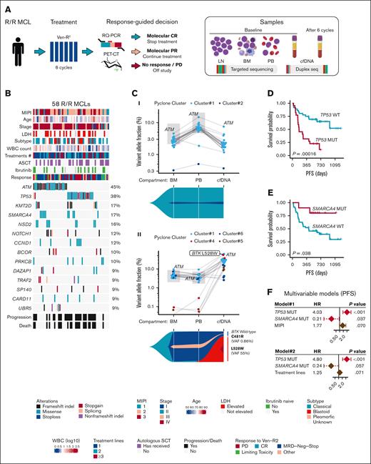 Targeted sequencing of MCL tissues and ctDNA reveals predictors of outcome and response. (A) Schematic study design and DNA samples analyzed with targeted sequencing. cfDNA analyzed at baseline (BL) and after 6 cycles. (B) Oncoprint of 58 patients (columns) showing most recurrently mutated genes (rows) in the MCL genotypes. Coding mutations considered. (C) Dot and line graphs showing VAF (y-axis, logarithmic scale) of select variants in 2 patients in different hematologic compartments (x-axis) at BL. Below the graphs, fish plots of the estimated clonal architecture. Gray boxes indicate expected VAFs of MCL variants according to FC results in PB and BM samples. (D) Kaplan-Meier survival estimate according to TP53 mutations for PFS. (E) Kaplan-Meier survival estimate according to SMARCA4 mutations for PFS. (F) Forest plots of Cox proportional hazards models variables, 95% confidence intervals, and P values for multivariable models for PFS according to TP53 and SMARCA4 mutation statuses and with MIPI and number of previous treatment lines received. LDH, lactate dehydrogenase; LN, lymph node; MUT, mutation; PD, progressive disease; PR, partial response; WBC, white blood cell; WT, wild-type.