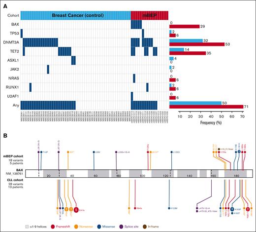 Comparative mutational landscape. (A) Mutational profile of control (blue; n = 50) and mBEP (red; n = 17) breast cancer cohorts. Each column represents an individual patient. Blue rectangles indicate the presence of mutations in specific genes. The frequency of each mutation is represented by horizontal bars (right), according to the patient cohorts. (B) Lollipop plot of 18 BAX variants (NM_138761.3) detected in 5 patients with breast cancer after venetoclax treatment (mBEP cohort; top), and the previously described 28 BAX variants in 13 patients with CLL cohort (bottom). Created with ProteinPaint. Zhou X. (2016). https://viz.stjude.cloud/tools/proteinpaint.
