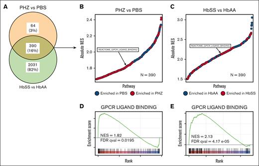 GPCR signaling is a common enriched pathway in liver of hemolytic and SCD mice. (A) Venn diagram plot showing the altered pathways determined from GSEA; altered pathway between PHZ-treated vs PBS-treated mice is in brown; and the altered pathway between HbSS vs HbAA mice is in green. The common altered pathways appear in yellow. (B-C) Bubble plot showing the absolute NES of the common altered pathways, highlighting the GPCR signature in PHZ- vs PBS-treated mice (B) and HbSS vs HbAA mice (C). The pathways enriched in PHZ and HbSS are shown in red, and the pathways enriched in their control counterpart are shown in blue. (D-E) Gene set enrichment score of the GPCR ligand binding pathway in PHZ vs PBS mice (D) and HbSS vs HbAA mice (E). FDR qval, false discovery rate q-value; NES, normalized enrichment score.