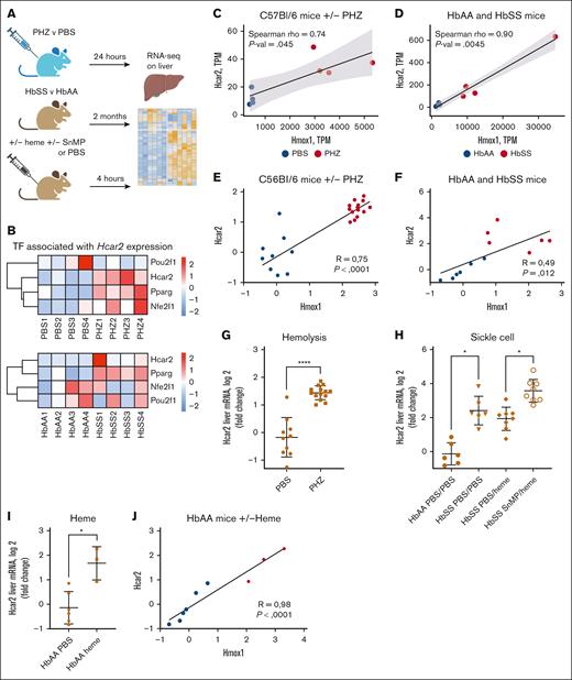 HCAR2 is overexpressed in hemolytic and SCD mice and its expression is regulated by heme/HO-1 axis. (A) Schematic overview of the experiment performed on mice. (B) Heat map of the normalized counts of the 3 main Hcar2 transcription factors of PHZ vs PBS (upper) and HbSS vs HbAA mice (lower). Normalized counts in each mouse are represented with row scale normalization. (C-F) Spearman correlation of Hcar2 and Hmox1 normalized gene expression levels in PHZ- and PBS-treated mice from RNAseq (C) and QuantiGene data (E) and HbSS and HbAA mice from RNAseq (D) and QuantiGene data (F). (G) QuantiGene analysis of Hcar2 gene expression levels in PHZ- and PBS-treated mice. (H) QuantiGene analysis of Hcar2 gene expression levels in HbSS and HbAA mice, either treated with PBS (left) or pretreated with SnMP, followed by an injection of 24-μM heme (right). (I-J) QuantiGene analysis of Hcar2 expression in HbAA mice injected with heme. (I) Level of expression of Hcar2. (J) Spearman correlation of Hcar2 and Hmox1 normalized gene expression in the HbAA mice injected with PBS or heme. ∗∗∗∗P < .0001; ∗P < .05; Mann-Whitney test in panels G,I. ∗P < .05; Kruskal-Wallis with Dunn test for multiple pairwise comparisons in panel H.