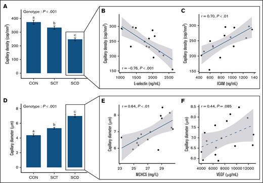 Skeletal muscle microvasculature in SCD and relationship with clinical features. (A) Comparison of skeletal muscle capillary density between genotype. (B-C). Relationship between capillary density and both circulating sL-selectin (B) and ICAM (C) levels. (D) Comparison of skeletal muscle COD between genotype. (E-F) Relationship between COD and both the MCHCS in erythrocytes (E) and plasmatic concentration of VEGF (F). Genotype effects were obtained with 1-way analysis of variances (ANOVA) analysis. Post hoc analysis: a,b,cConditions not sharing the same letter were significantly different (P < .05). MCHCS, mean corpuscular HbS concentration.