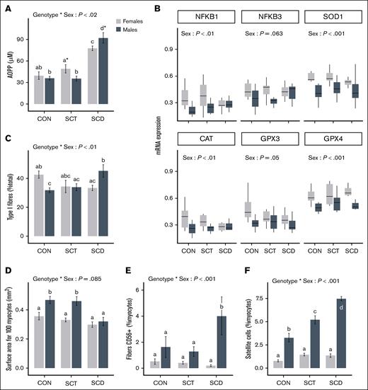 Skeletal muscle remodeling and factors of oxidative status regulation for CONs, carriers of SCT, and patients with SCD. (A) Circulating level of AOPPs. (B) mRNA expression of antioxidant-related gene. (C-F) Analysis of myocytes characteristics on muscle cryosections based on immunohistological analysis. Values are mean (standard deviation). Light gray bar, females; dark gray bar, males. The effects of genotype ∗ sex and sex were obtained with 2-way ANOVA analysis. Box-Cox transformation has been performed before analysis for panels E-F. Post hoc analysis: a,b,c,dconditions not sharing the same letter were significantly different (P < .05). SCA, sickle cell anemia.