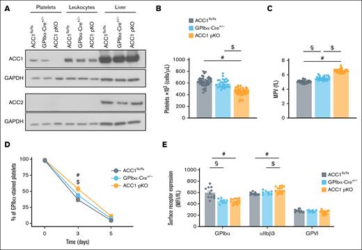 Characterization of ACC1flx/flx, GPIbα-Cre+/−, and ACC1 pKO mice. (A) Washed murine platelets or leukocytes were lysed and subjected to western blot analysis for ACC1 and ACC2 expression. Liver extract was used as positive control for ACC2. GAPDH served as loading control for platelet, leukocyte, and liver samples. (B-C) Platelet counts and MPV were determined by Cell-Dyn Emerald Hematology Analyzer (Abbott) in a single measurement conducted during the usage period of mice (8-16 weeks old). Data are expressed as mean ± standard error of the mean (SEM; n = ≥27). #P ≤ .0001 relative to ACC1flx/flx mice, $P ≤ .0001 relative to GPIbα-Cre+/− mice, and §P ≤ .0001 between ACC1flx/flx and GPIbα-Cre+/− mice. One-way analysis of variance (ANOVA) was used for data analysis. (D) Alexa 488–GPIbβ antibody was injected into ACC1flx/flx, GPIbα-Cre+/−, and ACC1 pKO mice to analyze platelet lifespan. Blood samples were collected on the day of the injection (day 0), as well as on days 3 and 5 after injection. Platelets were stained ex vivo with PE-conjugated anti-CD41 antibody, and the percentage of Alexa 488+ platelets among total CD41+ platelets was quantified by flow cytometry. Data are expressed as mean ± SEM (n ≥ 3). #P ≤ .05 relative to ACC1flx/flx mice, $P ≤ .01 relative to GPIbα-Cre+/− mice. Data were subjected to 2-way ANOVA analysis. (E) Platelet surface expression of αIIbβ3, GPIbα, and GPVI was measured by flow cytometry and normalized to MPV. Data are expressed as MFI adjusted to MPV (fL) ± SEM (n ≥ 8). #P ≤ .05 relative to ACC1flx/flx mice, $P ≤ .01 relative to GPIbα-Cre+/− mice, and §P ≤ .01 between ACC1flx/flx and GPIbα-Cre+/− mice. Data were subjected to 1-way ANOVA analysis. GAPDH, glyceraldehyde-3-phosphate dehydrogenase; GPVI, glycoprotein VI; MFI, median fluorescence intensity; MPV, mean platelet volume.