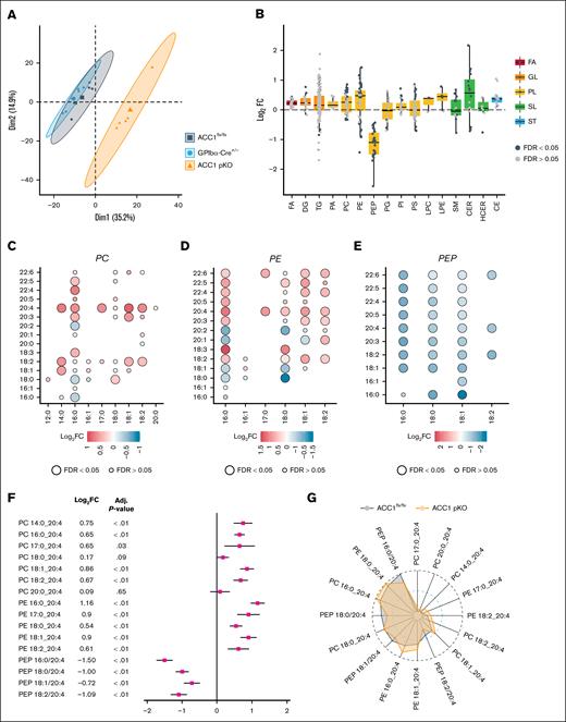 Lipidomic analysis revealed changes in lipid profiles of ACC1 pKO platelets. Lipid extraction was performed on washed murine platelets from 6 samples for 1 genotype, each sample consisting of platelets pooled from 2 or 3 mice of the same genotype. (A) Platelet lipidome overview of ACC1 pKO, and ACC1flx/flx, and GPIbα-Cre+/− controls by principle component analysis. The colors and symbols distinguish the 3 genotypes. The first and second dimensions with their associated percentage of explained variance are displayed on the x-axes and y-axes, respectively. (B-F) Lipidomic analysis comparing ACC1 pKO and ACC1flx/flx platelets. (B) Box and scatter plot representations of the modulation (log2FC) of 446 identified lipid species categorized into 5 (sub)classes, each represented by a distinct color (red, FA; orange, GL; yellow, PL; green, SL; and blue, ST). Lipid species are represented as black or gray dots based on their statistical significance (black dots representing a significant adjusted P value, FDR ≤ 0.05; whereas gray dots correspond to FDR ≥ 0.05). Lipids above the horizontal dotted line are upregulated, whereas lipids below are downregulated. Log FCs and FDR were calculated from the multivariate regression model. (C-E) Dot plots displaying the length and unsaturation levels of the 2 fatty acyl chains from PC (C), PE (D), and PEP (E). Color bars indicate the logFC from red (upregulation) to blue (downregulation). The adjusted P value is represented by the circle diameter (the largest circle corresponds to FDR ≤ 0.05). (F) Forest plot of AA-containing PC, PE, and PEP comparing ACC1flx/flx and ACC1 pKO mice. Data are presented as logFC (squares) relative to ACC1flx/flx platelets. (G) Radar plot showing the relative intensity of PC, PE, and PEP containing the 20:4 fatty acyl chains. The dark gray area corresponds to ACC1flx/flx mice, whereas the orange area corresponds to ACC1 pKO mice. CE, cholesterol ester; DG, diacylglycerol; FA, fatty acid; FC, fold change; GL, glycerolipid; HCER, hydroxyceramide; LPC, lysophosphatidylcholine; LPE, lysophosphatidylethanolamine; PG, phosphatidylglycerol; PI, phosphatidylinositol; PL, phospholipid; SL, sphingolipid; SM, sphingomyelin; ST, sterol; TG, triacylglycerol.