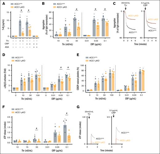 ACC1 pKO platelets displayed reduced TxA2 generation, dense granule secretion, and aggregation upon agonist stimulation. (A-G) Washed murine platelets from ACC1 floxed or pKO mice were stimulated with various Thr or CRP concentrations. (A) Platelets were stimulated with 100 mU/mL Thr or 0.3 μg/mL CRP for 5 minutes, and TxB2 was measured in the supernatant using an enzyme-linked immunosorbent assay kit. Aspirin-treated platelets were included as a positive control for TxB2 generation inhibition in the CRP condition. Data are expressed as mean ± SEM (n = 4). ∗P ≤ .05 relative to unstimulated conditions. #P ≤ .05 relative to ACC1flx/flx mice. Data were analyzed via 2-way ANOVA. (B) Aggregation was analyzed by turbidimetry (Chrono-Log). Data are expressed as mean ± SEM (n ≥ 4). ∗P ≤ .05 relative to the first agonist concentration. #P ≤ .05 relative to ACC1flx/flx mice. Two-way ANOVA was used for analysis. (C) Aggregation profiles are shown. (D) Activated αIIbβ3 (JON/A) and (E) p-selectin (CD62P) exposure was detected by flow cytometry. Data are expressed as fold change ± SEM (n = 4) and mean ± SEM (n = 4) respectively. ∗P ≤ .05 relative to unstimulated conditions. #P ≤ .05 relative to ACC1flx/flx mice. Two-way ANOVA was used for analysis. (F) Dense granule secretion was assessed via addition of luciferase-luciferin reagent (Chrono-log). Data are expressed as mean ± SEM (n ≥ 3). ∗P ≤ .05 relative to the first agonist concentration. #P ≤ .05 relative to ACC1flx/flx mice. Two-way ANOVA was used for analysis. (G) Profiles are shown. ASA, aspirine; Thr, thrombine.
