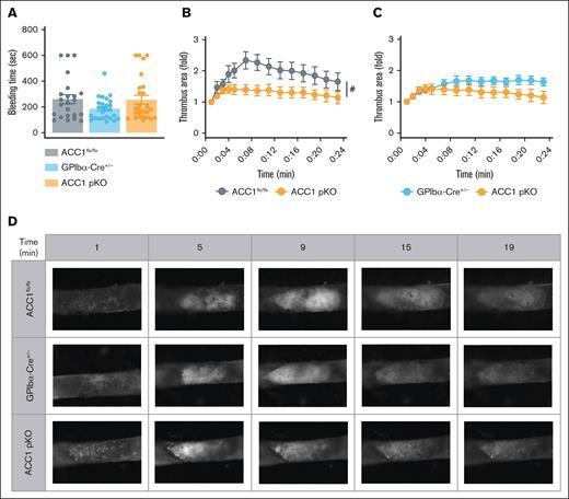 ACC1 pKO mice exhibited reduced arterial thrombosis while maintaining normal hemostasis. (A) Tail bleeding times of ACC1flx/flx, GPIb-Cre+/−, and ACC1 pKO mice in saline solution preheated at 37°C. Results are expressed as mean ± SEM (n ≥ 23). Data were analyzed via 1-way ANOVA. (B-D) Mice were subjected to thrombosis induced in vivo by FeCl3 application to the carotid artery (10% of FeCl3 during 5 minutes). Thrombus formation was visualized using intravital microscopy analyzing exogenous platelet accumulation stained with carboxyfluorescein succinimidyl ester. (B-C) Thrombus growth area quantification over time. Data are expressed as mean ± SEM (n ≥ 6). #P ≤.05 relative to ACC1flx/flx mice. Data were analyzed using unpaired t test comparing area under the curve. (D) Representative pictures of thrombus formation over time (1, 5, 9, 15, and 19 minutes) after FeCl3 injury.