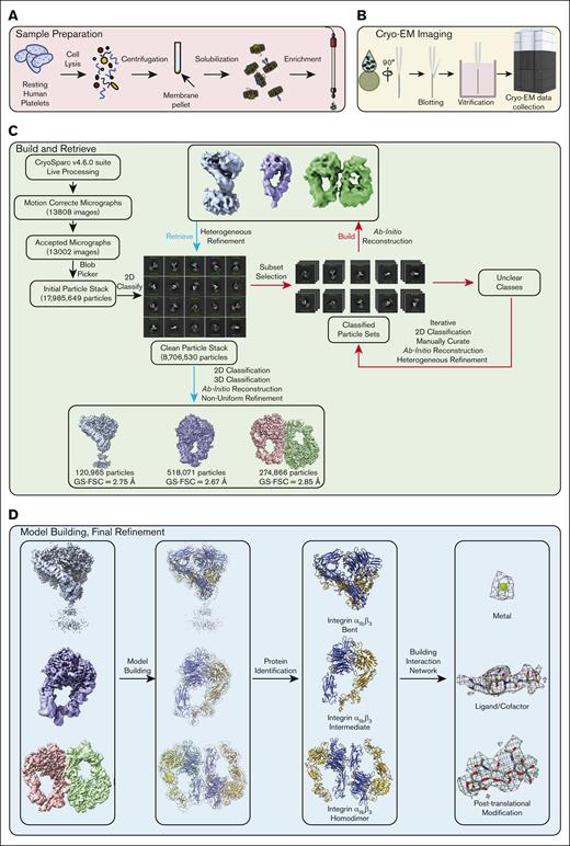 Build-and-Retrieve (BaR) Pipeline. Integrating cryo-EM with the BaR data processing methodology allows us to obtain atomic-level-resolution protein structures directly from crude preparations straight from their native environment. After sample extraction (A), a total of 13808 raw micrographs were collected using cryo-EM (B). Following the BaR protocol (C), an unbiased selection was applied on 13,002 motion-corrected micrographs to generate 17,985,649 initial particles. The 2D classification was used to generate a subset of a clean particle stack that contains 8,706,530 particles. Classes of particles that contain clear 2D features were used to “build” the low-resolution initial models, which were used to “retrieve” more particles from the clean particle stack. The improved maps at ∼3 Å resolution were used for protein identification (D), and final maps were used for model building and refinement. 2D, 2-dimensional; 3D, 3-dimensional; FSC, Fourier shell correlation; GS-FSC, gold-standard Fourier shell correlation.