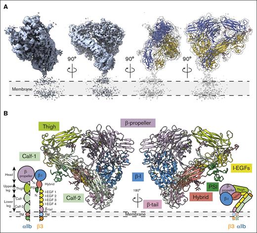 The overall architecture of integrin αIIbβ3 in the bent conformation. (A) The overall cryo-EM map of integrin αIIbβ3 in bent conformation at 2.75 Å resolution is shown. The integrin αIIbβ3 model was shown in ribbon diagrams with the αIIb subunit colored in royal blue and the β3 subunit colored in goldenrod here and in subsequent figures. (B) A total of 12 subdomains of the ectodomain are resolved. The integrin αIIbβ3 model was shown in ribbon diagrams with each subdomain colored as follows: β-propeller in purple, thigh in lime green, calf in light green, β-I in blue, hybrid in salmon, PSI in green, I-EGFs in yellow, and β-tail in pink. I-EGF, epidermal growth factor.