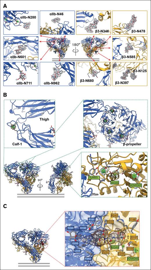 The interaction network of integrin αIIbβ3 in the bent conformation. (A) 11-N-linked glycan sites were preserved in the bent integrin αIIbβ3 obtained from the native environment. (B) Closeup of the cryo-EM density of the metal ions, 1 at the α-genu (top left insert), 4 at the β-propeller (top right insert), and 3 at SyMBS (occupied by a Ca2+), MIDAS (occupied by a Mg2+), and ADMIDAS (occupied by a Ca2+) of the β-I domain (bottom right insert). (C) A clear density of an RGD motif–containing peptide was observed in the ligand-binding site.