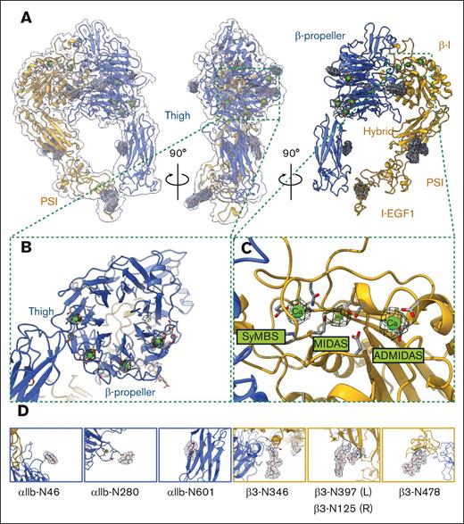 The architecture of integrin αIIbβ3 in the intermediate conformation and its interaction network. (A) The overall cryo-EM map of integrin αIIbβ3 in intermediate conformation at 2.67 Å resolution is shown. The right panel is the side of the headpiece facing the cell membrane. (B) Closeup of the cryo-EM density of the 4 metal ions at the β-propeller domain. (C) Closeup of the cryo-EM density of the 3 metal ions at SyMBS (Ca2+), MIDAS (Mg2+), and ADMIDAS (Ca2+) of the β-I domain. (D) 7-N-linked glycan sites within the solved region of the intermediate integrin αIIbβ3 were preserved.