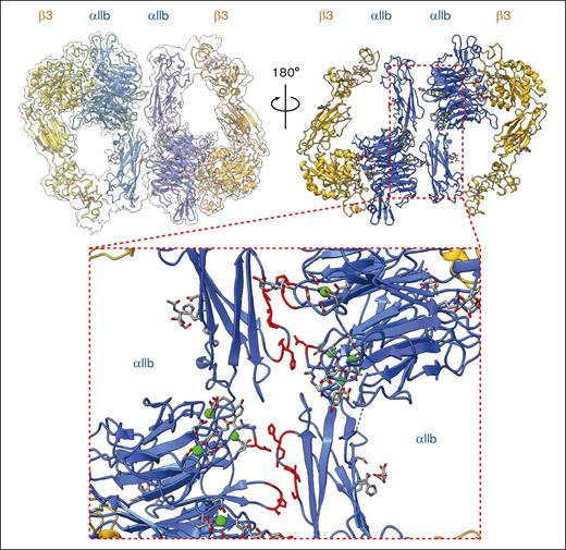 A novel homodimer conformation formed by 2 intermediate integrin αIIbβ3 molecules was revealed. The overall cryo-EM map of integrin αIIbβ3 in homodimer conformation at 2.85 Å resolution is shown. The top right panel is the side of the headpiece facing the cell membrane. The bottom insert shows the closeup of the dimer interface formed by 2 αIIb subunits from 2 individual integrin αIIbβ3 molecules. The residues that are involved in the dimer interface were colored in red.