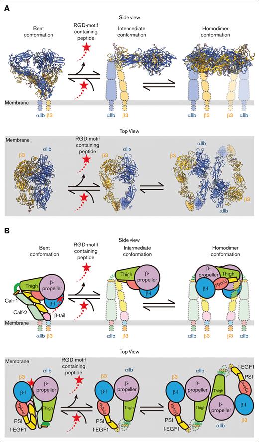 Proposed model for the dynamics of integrin αIIbβ3 on the resting human platelet membrane. On the surface of the resting human platelets, integrin αIIbβ3 has 3 major conformations: inactivated bent, intermediate, and homodimer. An RGD motif–containing ligand (red shooting star) binds to the bent conformation and keeps the ligand-binding site occupied when the molecule is inactive. The ligand releases whereas αIIbβ3 extends to the intermediate state. Two adjacent αIIbβ3 molecules in the intermediate state can form a homodimer on the surface. There is a dynamical conformational equilibrium between the intermediate state and the homodimer state of αIIbβ3 on the human platelets. (A) Diagram with solved integrin αIIbβ3 structures in their corresponding location. (B) Cartoon models of the molecule. The top panels of both panels A and B show the side view of the molecules in which the extracellular side is on the top and the intracellular side is on the bottom. The bottom panels of both panels A and B show the top view of the molecules where the platelet membrane (gray) lies on the bottom.