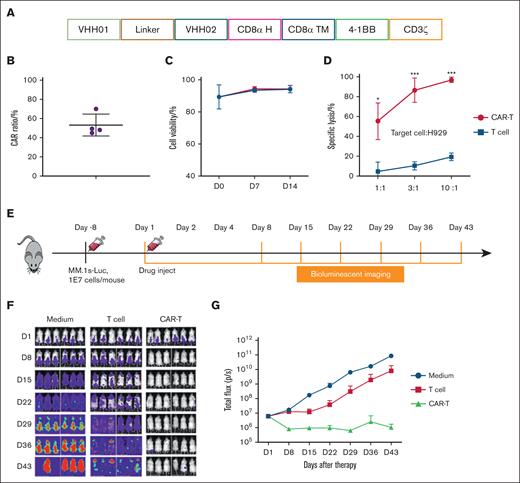 In vitro function verification of S103 BCMA CAR T cells. (A) Schematic representation of S103 CAR structure. (B) CAR transduction efficiency of S103 CAR T cells. (C) Cell viability of S103 CAR T cells at different culture stages, the x-axis represents the culture days, the red line represents CAR T-cell group, and the blue line represents T-cell group. (D) The cytotoxicity of S103 CAR T cells toward NCI-H929-LUC cancer cells, the x-axis represents the effector-to-target cell ratios, the red line represents CAR T-cell group, and the blue line represents T-cell group. (E) Schematic of animal mode protocol, 6 mice per group, half male and half female, every mouse was injected with 1 × 107 MM.1s-Luc cells. After 8 days, CAR T-cell group was injected with 0.5E7 per mouse CAR+ T cells, T-cell group was injected with the same total number of T cells as the CAR T-cell group, and medium control group was injected with cell preservation solution. (F-G) Bioluminescence image analysis. ∗P < .05; ∗∗∗P < .001 (n = 4).