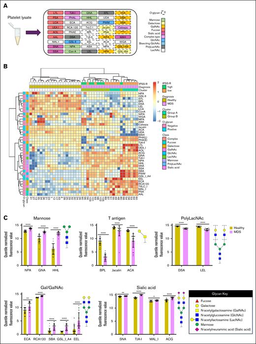 MDS platelets have altered glycan profiles. (A) Schematic diagram of lectin microarray. Lectins are color-coded based on their binding specificity. Created using BioRender.com. (B) Hierarchical heat map clustering of lectin microarray profiling of platelets collected from healthy individuals (n = 20) and patients with MDS (n = 22). Healthy individuals and patients with MDS were not matched based on sex. (C) Bar plots showing statistically significant changes in lectin binding between platelets collected from healthy individuals vs those with MDS. Binding of specific lectins is quantified based on their quantile normalized fluorescence values. Lectins are organized based on their selectivity for carbohydrate epitopes with example glycan substrates shown. ∗P < .05; ∗∗P < .01; ∗∗∗P < .001; and ∗∗∗∗P < .0001.