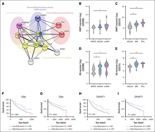 Increased expression of G9a and/or DNMT1 is associated with disease progression and poor outcome in patients with MM. (A) Protein-protein interaction network of G9a (EHMT2). (B-E) Selection of normalized (MAS5) expression of DNMT1 and G9a genes from CD138+ normal BMPCs, MGUS, patients with smMM, MM and PCL (U133 Plus 2.0; Affymetrix GSE5900 and GSE2113). Statistical analysis was performed with multiple Kruskal-Wallis test. Values presented with standard error of the mean (SEM). (F) Normalized (MAS5) G9a expression-based survival data of patients with MM not responding to bortezomib monotherapy (U133 Plus 2.0; Affymetrix, GSE9782). The analysis was performed on GenomicScape using log-rank test. (G) G9a expression-based survival data of patients with MM from MMRF-CoMMpass. (H) Normalized (MAS5) DNMT1 expression-based survival data of patients with MM not responding to bortezomib monotherapy (U133 Plus 2.0; Affymetrix, GSE9782). The analysis was performed on GenomicScape using log-rank test. (I) DNMT1 expression-based survival data of patients with MM from MMRF-CoMMpass. ∗P < .05; ∗∗P < .01; ∗∗∗P < .001; ∗∗∗∗P < .0001. MMRF, Multiple Myeloma Research Foundation; PCL, PC leukemia; smMM, smoldering MM.