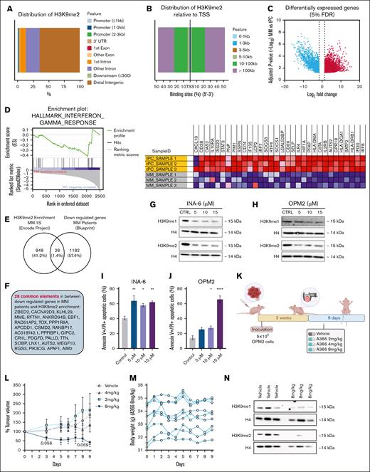 G9a inhibition leads to induction of apoptosis in MM cells and reduction of tumor growth in vivo. (A) H3K9me2 enrichment in MM.1S MM cells (n = 1238), annotation of significant peak and distribution in genome features and (B) distance between peak to annotated TSSs. (C) RNA-seq data from patients with MM (logFC > 1.5; −log10P > 1.3 compared with tPCs; nMM = 3 and ntPC = 3). Data collected from the BPC. Statistical test: Wald test with Benjamini-Hochberg procedure to control the FDR. (D) GSEA of downregulated genes in patients with MM. (E-F) Overlap between genes enriched for H3K9me2 and downregulated in patients with MM. (G-H) Representative western blot against H3K9me1 and H3K9me2 in INA-6 (G) and OPM2 (H) after 9 days of G9ai treatment. Total histone H4 was used as loading control. Data were collected from 3 biological replicates. Corresponding uncropped western blot can be found in supplemental Figures 9 and 10. (I-J) Flow cytometry analysis of apoptosis markers in G9ai-treated INA-6 (I) and OPM2 MM cells (J) (n(per cell line) = 3). Statistical analysis was performed with 1-way analysis of variance (ANOVA). Values presented with SEM. Representative flow cytometry gating can be found in supplemental Figures 17 and 18. (K) Schematic representation of the experimental setup used for single-agent A366 in vivo treatment. (L) Percent tumor volume in OPM2 tumor-bearing female Balb/c nu/nu CDX mice after treatment with the G9ai A366 over 9 days (nvehicle = 9; nA366 = 9). Statistical analysis: a linear mixed-effects model was fitted to account for random variation across replicates, followed by pairwise comparisons using Fisher least significant difference test. Comparisons were specifically performed between the vehicle group and each treatment dosage. Values presented with SEM. (M) Body weight of mice monitored over the 9-day A366 treatment period (nA366 = 9). (N) Representative western blot against H3K9me1/2 levels in tumor lysates collected from mice after 9 days of G9ai treatment. Total histone H4 was used as loading control. Data were collected from 3 biological replicates per treatment group. Corresponding uncropped western blot can be found in supplemental Figure 12A. ∗P < .05; ∗∗P < .01; ∗∗∗P < .001; ∗∗∗∗P < .0001. CTRL, control; FCm fold change; FDR, false discovery rate; PI, propidium iodide; tPC, tonsillar plasma cell; TSS, transcription start site; UTR, untranslated region. Panel 2K was created with BioRender.com. Nylund P. and Garrido-Zabala B. (2025) https://BioRender.com/q2i0r5z.