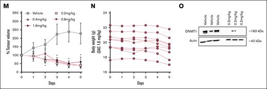 Aberrant DNA methylation profiles were observed in patients with MM, and treatment with DNMT1i induces apoptosis in MM cells and reduces tumor growth in vivo. (A) Characterization of methylated CpGs in patients with MM compared with BMPCs. (B) Differentially methylated CpGs in patients with MM compared with BMPCs (patients with potentially hypermethylated genome in black rectangle). (C) Average distribution of CpGs that gain methylation in MM compared with BMPCs. Values are presented with SEM. (D-E) Overlap of CpGs that gain methylation and downregulated genes in patients with MM. (F) Average distribution of CpGs that lose methylation in AZA-treated INA-6 MM cells. Statistical analysis was performed with multiple t tests, corrected for multiple comparisons with 2-stage step-up (Benjamini, Krieger, and Yekutieli) by FDR. Values are presented with SEM. (G) GSEA of DNMTs target genes in INA-6 MM cells. (H-I) Representative western blot against DNMT1 in INA-6 (H) and OPM2 (I) after DNMTi treatment. Actin was used as loading control. Data were collected from 3 biological replicates. Corresponding uncropped western blot can be found in supplemental Figure 11. (J-K) Flow cytometry analysis of apoptosis markers in DNMTi-treated INA-6 (J) and OPM2 MM cells (n(per cell line) = 3) (K). Representative flow cytometry gating can be found in supplemental Figure 21. Statistical analysis was performed with 1-way ANOVA. Values are presented with SEM. (L) Schematic representation of the experimental setup used for single-agent DAC in vivo procedure. (M) Percent tumor volume in OPM2 tumor-bearing female Balb/c nu/nu CDX mice after treatment with the DNMT inhibitor DAC for 5 days (nvehicle = 9; nDAC = 9). Statistical analysis: a linear mixed-effects model was fitted to account for random variation across replicates, followed by pairwise comparisons using Fisher least significant difference test. Comparisons were specifically performed between the vehicle group and each treatment dosage. Values are presented with SEM. (N) Body weight of mice monitored over the 9-day DAC treatment period (nDAC = 9). (O) Representative western blot against DNMT1 levels in tumor lysates collected from mice after 5 days of DNMTi treatment. Actin was used as loading control. Data were collected from 3 biological replicates per treatment group. Corresponding uncropped western blot can be found in supplemental Figure 12B. ∗P < .05; ∗∗P < .01; ∗∗∗P < .001; ∗∗∗∗P < .0001. Avg, average; CTRL, control; Diff., difference; DM, differentially methylated. Panel 3L was created with BioRender.com. Nylund P. and Garrido-Zabala B. (2025) https://BioRender.com/q2i0r5z.