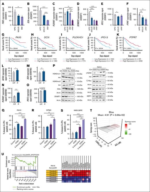 Combinatorial inhibition of G9a and DNMTs demonstrates an enhanced effect on cell viability, induces apoptosis, and reduces the abundance of MM-associated oncogenes. (A-B) Normalized expression of PAX5 and DCN in MGUS and MM compared with NPC, analyzed with GEO2R (GSE6477). Statistical analysis was performed with Kruskal-Wallis test. Values presented with SEM. (C-D) Normalized expression of PLEKHO1 and DENND2D in MGUS, MM, and rMM compared with NPC, analyzed with GEO2R (GSE6477). Statistical analysis was performed with Kruskal-Wallis test. Values presented with SEM. (E-F) Selection of normalized expression of (MAS5) IPO13 and PTPRT genes from CD138+ normal BMPCs, MGUS, patients with smMM, MM, and PCL (U133 Plus 2.0; Affymetrix GSE5900). Statistical analysis was performed with 1-way ANOVA in panel E and Kruskal-Wallis test in panel F. Values are presented with SEM. (G-K) Normalized (MAS5) PAX5, DCN, PLEKHO1, IPO13, and PTPRT expression-based survival data from BM-collected CD138+ from patients with MM (GSE9782). Statistical analysis was performed with log-rank test. (L-O) Response-based (nnon-response = 126; nresponse = 113) normalized expression of (MAS5) GATA4, DCN, PLEKHO1, and IPO13 genes from BM samples of patients with myeloma before treatment with bortezomib or dexamethasone. Statistical analysis was performed with Student t test in panels G,J and Mann-Whitney U test in panels H-I. Values are presented with SEM. (P) Representative western blot against H3K9me2, DNMT1, G9a, c-Myc, IRF4, and ɣH2AX. Actin and total histone H4 were used as loading controls. Data were collected from 3 biological replicates. The corresponding uncropped western blot figures can be found in supplemental Figure 13. (Q-S) Flow cytometry analysis of apoptosis markers on single- and combinatorially treated MM cell lines INA-6 (Q), OPM2 (R), and KMS-28PE (n = 3) (S). Statistical analysis was performed with 1-way ANOVA. Values are presented with SEM. Representative flow cytometry gating can be found in supplemental Figures 24, 26, and 28. (T) A-366 and AZA Bliss scores calculated from the effect of the drug combination on viability in INA-6 cells. Bliss score >0 indicates synergy. (U) GSEA shows gain of expression of genes associated with apoptosis, which become upregulated only with the combinatorial therapy in INA-6 cells. ∗P < .05; ∗∗P < .01; ∗∗∗P < .001; ∗∗∗∗P < .0001. Ctrl, control; NPC, normal plasma cell; NR, nonresponsive; R, responsive; rMM, relapsed MM.