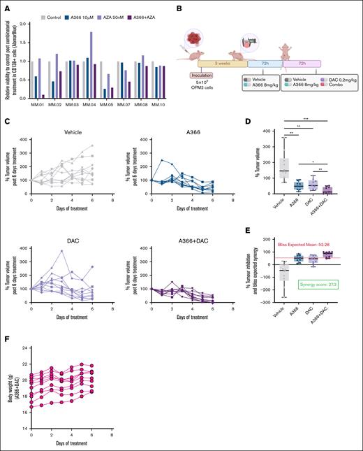 Coinhibition of G9a and DNMTs demonstrated synergistically enhanced effects in reducing tumor growth in vivo. (A) Response of the primary MM cells to A366 and AZA administrated as single agent or in combination (n = 8). (B) Schematic representation of the experimental setup used for combinatorial A366 and AZA in vivo treatment. (C) Percent tumor volume in OPM2 tumor-bearing female Balb/c nu/nu CDX mice after treatment with either the single-agent therapies DAC,A366, or the combination over 6 days. (D) Percent tumor volume at end point after 6 days of treatment in OPM2 tumor-bearing female Balb/c nu/nu CDX mice (nvehicle = 10; nA366 = 10; nDAC = 9; ncombination = 10). Statistical analysis: a linear mixed-effects model was fitted to account for random variation across replicates, followed by pairwise comparisons using Fisher least significant difference test. Comparisons were specifically performed between the vehicle group and each treatment. Values are presented with SEM. (E) In vivo percent tumor inhibition and Bliss expected mean in mice after treatment with either the single therapies or the combination. The Bliss expected mean reflects the predicted additive effect assuming independent drug action. The synergy score represents the difference between observed and expected inhibition, with positive values indicating synergistic effects. (F) Body weight of mice monitored over the 6 days of combinatorial treatment period (ncombination = 10). ∗P < .05; ∗∗P < .01; ∗∗∗P < .001. Panel 7B was created with BioRender.com. Nylund P. and Garrido-Zabala B. (2025) https://BioRender.com/q2i0r5z.