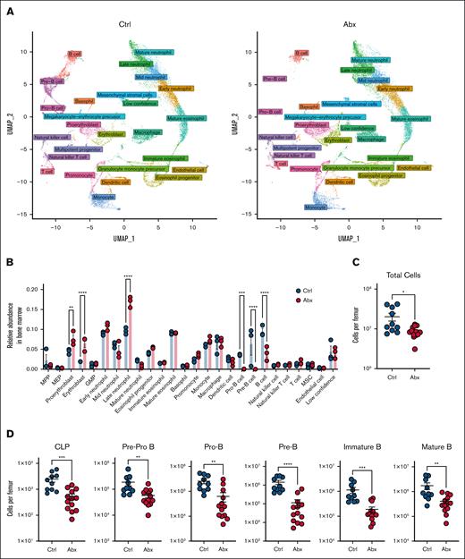 scRNAseq reveals a loss of BM B-cell progenitor populations after Abx administration. (A) UMAP visualization of scRNAseq data of ∼37 000 single cells combined from BM from mice treated for 14 days with the vehicle Ctrl or Abx cocktail in drinking water. Colors indicate general identity used for differentiating cell types, as labeled in the figure, demonstrating overall agreement between lineage identification and UMAP-based clustering. (B) Relative abundances of the cellular lineages observed from the scRNAseq data set. (C) Total murine BM cells per femur were counted on a hemocytometer in WT mice treated with Ctrl or Abx. (D) BM B-cell progenitor populations were quantified by flow cytometry in Ctrl- and Abx-treated WT mice. For panels A-D, statistical significance was determined by the Mann-Whitney U test. Data are displayed as mean ± standard error of the mean (SEM). ∗P ≤ .05; ∗∗P ≤ .01; ∗∗∗P ≤ .001; ∗∗∗∗P ≤ .0001. GMP, granulocyte-monocyte precursor; MEP, megakaryocytic-erythroid progenitor; MPP, multipotent progenitor; MSC, mesenchymal stromal cell; UMAP, uniform manifold approximation and projection.