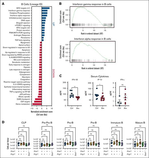 Depletion of BM B cells during Abx treatment is independent of type I and II IFN signaling. (A) Pathway enrichment analysis of the B-cell lineage cluster from single cells combined from BM from WT mice treated for 14 days with the vehicle Ctrl or Abx cocktail in drinking water reveals upregulated and downregulated enriched pathways in Ctrl mice compared with Abx-treated mice. (B) Enrichment plots show that IFN-γ and IFN-α responses were among the pathways most enriched in BM B cells from Ctrl mice, as compared with Abx-treated mice. (C) Multiplex-based quantification of relevant serum cytokines IFN-1B, ISG, IP-10, and IFN-γ in mice exposed to 4 weeks of Abx or Ctrl conditions in 1 representative experiment. (D) BM populations of B-cell progenitors were quantified in mice lacking type I (Ifnar1−/−), type II (Ifngr1−/−), and type I and II (Ifnar1−/−Ifngr1−/−) IFN signaling, and Stat1 (Stat1−/−)-deficient mice compared with WT mice. For panel C, the Mann-Whitney U test was used to test statistical significance between the groups; and for panel D, the Kruskal-Wallis test was used. Data are displayed as mean ± SEM from 2 independent experiments. ∗P ≤ .05; ∗∗P ≤ .01. IFN-1B, type I IFN IFN-β1; IP-10, IFN-γ–induced protein 10; ISG, IFN-stimulated gene.