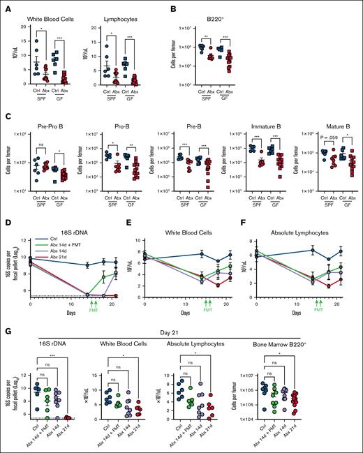Depletion of fecal microbiota and direct effects of Abxs are key factors in Abx-associated BM B-cell depletion. (A) WBCs and absolute lymphocyte counts in whole blood in SPF and GF mice exposed to Ctrl and Abx conditions for 14 days. (B) BM B220+ B cells and (C) B-cell progenitor populations in SPF and GF mice exposed to Ctrl and Abx conditions. (D) Fecal microbial abundance was measured by 16S rRNA gene qPCR for SPF WT Ctrl mice, Abx-treated mice, and mice treated with Abx plus FMT for the indicated number of days. (E) WBCs and (F) absolute lymphocyte cell counts from whole blood were quantified from mice in each of these conditions. (G) Fecal microbial abundance by 16S rRNA qPCR, WBCs, blood lymphocytes, and B220+ BM cells were profiled on day 21 from mice in each condition. For panels A-C, the Mann-Whitney U test was used to test statistical significance between groups; and for panel G, the Kruskal-Wallis test was used. Data are displayed as mean ± SEM from 2 independent experiments. ∗P ≤ .05; ∗∗P ≤ .01; ∗∗∗P ≤ .001. rDNA, ribosomal DNA.