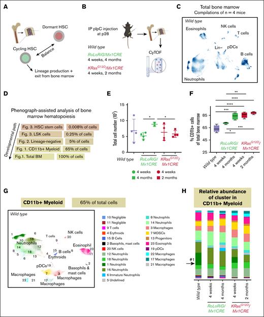 High dimensional analysis of induced, aberrant Ras signals in the mature BM compartment. (A) A balance of dormant and cycling HSCs. (B) pIpC injection of the indicated genetic mouse models induces the desired Ras pathway lesions. (C-E) UMAP representation of cell composition in wild-type BM, RoLoRiG/Mx1CRE total BM, and KRASG12D/Mx1CRE total BM. (D) Strategy of using single-cell resolution CyTOF to investigate stem and progenitor cells. Frequencies of cell types are calculated from wild-type mice, based on our CyTOF data. (E) Total BM cell counts in the 20 individual mice. ∗P < .05. (F) CD11b+ cells as a percentage of total BM cells for the indicated experimental groups. ∗∗P < .01; ∗∗∗P < .001; ∗∗∗∗P < .0001. Other comparisons were not significant. (G) PhenoGraph analysis revealing 23 CD11b+ clusters in BM of wild-type mice, compilation of n = 4 mice. Clusters 10 and 11 were identified by PhenoGraph, but their data points were negligible, and cluster 5 was undefined (supplemental Table 2). (H) Relative abundance of the 23 clusters, visualizing overall changes in the CD11b+ compartment. Note that cluster 1, indicated by the arrow, is defined by Ly6G+, CD16/32+, CD43+, Ly6C+, CD48+med, CD11b+, CD44+, indicative of a mature neutrophil population. IP, intraperitoneal; MDSCs, myeloid-derived suppressor cells; NK, natural killer; pDCs, plasmacytoid dendritic cells.