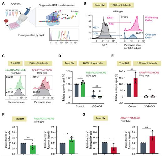 SCENITH ribosome activity in BM compartments with Ras pathway lesions. (A) SCENITH analysis of protein synthesis levels at the ribosome. Incorporated puro is quantitatively measured. (B) Comparisons of SCENITH in Ki67– and Ki67+ fractions in total wild-type BM. Numbers in the histograms indicate the mean fluorescent intensity (MFI) for the anti-puro antibody signal. (C) Representative histograms of SCENITH analysis for KRASG12D/Mx1CRE and RoLoRiG/Mx1CRE total BM, compared with wild-type. Numbers in the histograms indicate MFI for the anti-puro antibody signal. Representative example of at least 3 independent biological experiments. (D) Percentage relative SCENITH signal for RoLoRiG/Mx1CRE (n = 5), compared with wild-type (n = 3). ∗P < .05. In each individual experiment, comparing wild-type with aberrant Ras signals, wild-type control was arbitrarily set at 100%, allowing for comparisons across separate experiments. (E) For KRASG12D/Mx1CRE (n = 3) with 3 different wild-type controls, in which we used a Alexa488-coupled anti-puro antibody. (F) Bar graphs of fractions of puro-low and puro-high total BM cells for RoLoRiG/Mx1CRE and wild-type, setting the wild-type arbitrarily at 0.2 following the gating depicted in supplemental Figure 11A. ∗P < .05. (G) As in panel F, but for KRASG12D/Mx1CRE and wild-type total BM. Panels B-C are representative examples of at least 3 independent biological experiments. 2DG, 2-deoxy-D-glucose, glycolysis inhibitor; FACS, fluorescence-activated cell sorter; mRNA, messenger RNA; ns, not significant; OG, oligomycin, inhibiting adenosine triphosphate synthase; puro, puromycin.