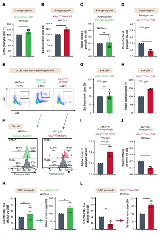 SCENITH analysis of the Lin– and LSK BM compartments. (A-B) Bar graphs representing relative SCENITH signals in Lin– cells from (A) RoLoRiG/Mx1CRE BM (n = 5) and wild-type (n = 3), or (B) KRASG12D/Mx1CRE (n = 3) and wild-type (n = 3) BM. Wild-type control was arbitrarily set at 100% for both (A) and (B), ∗P < .05. (C-D) Fractions of puromycin-low Lin– cells for the indicated genotypes, setting wild-type arbitrarily at 0.2, as in Figure 4F. (E) Representative spectral flow dot plots of cKit+ and SCA-1+ LSK cells and their frequency. (F) Representative SCENITH histograms of LSK cells from the indicated mouse models. Large numbers depict the MFI for the anti-puromycin antibody signal, small numbers the fraction of cells with low or high puromycin signal. Panels E-F are representative examples of at least 3 independent biological experiments. (G-H) Bar graphs representing relative SCENITH signals in LSK cells from RoLoRiG/Mx1CRE (n = 5) and wild-type (n = 3) (G) or KRASG12D/Mx1CRE (n = 3) and wild-type (n = 3) BM (H). Wild-type control was arbitrarily set at 100%, ∗P < .05. (I-J) Bar graphs of fractions of puromycin-high and puromycin-low LSK cells for KRASG12D/Mx1CRE and wild-type, setting the wild-type arbitrarily at 0.2. ∗P < .05. (K) Relative frequency of HSCs and relative SCENITH signals in these HSCs for RoLoRiG/Mx1CRE and wild-type mice. Wild-type control HSC frequency was arbitrarily set at 20% (supplemental Figure 11E-F), with a relative SCENITH signal of 100%. ∗P < .05. (L) As in panel K, but comparing KRASG12D/Mx1CRE (n = 3) HSCs and against 3 other wild-type HSCs. Note that both the fraction of KRASG12D/Mx1CRE HSCs in the LSK compartment and the LSK fraction itself were reduced in KRASG12D/Mx1CRE mice (supplemental Figure 11E-F). ∗∗P < .01. ns, not significant.