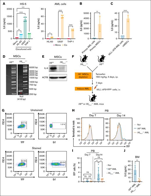 MSCs are the primary source of IL-6 in the AML BM microenvironment. (A) Coculture of human AML cell lines (HL-60/U937/THP-1 cells) with the human BM stromal cell HS-5 to simulate the BM microenvironment. IL-6 secretion levels of AML and HS-5 cells were measured by enzyme-linked immunosorbent assay (ELISA) after 24 hours of culture (n = 4). (B-C) IL-6 levels in the 24-hour cell culture supernatants measured by ELISA: primary AML cells and MSCs (B) isolated from patients with AML (n = 5); and MLL::AF9 AML cells and mMSCs (C) from MLL::AF9 AML mice (n = 5). (D-E) Validation of Il6 knockout in mouse BM MSCs by polymerase chain reaction (D) and western blot (E). (F) Flowchart for the construction of the Il6Prrx1–/– and Il6fl/fl AML mouse model. (G) FCM analysis of Gr-1 expression in YFP+MLL::AF9 cells. (H-I) FCM analysis of the proportion of YFP+ AML cells in the PB of mice; representative FCM plots (H); bar chart (I) of YFP+ AML cell proportion (n = 5). (J) ELISA analysis of the effect of Il6 deletion in MSCs on IL-6 levels in the BM supernatant of AML mice (n = 5). Data are presented as mean ± standard error of the mean (SEM; panel A) or standard deviation (SD; panels B-C,I-J). Differences were analyzed using ordinary 1-way analysis of variance (ANOVA) with Dunnett multiple comparisons test (panel A; for HS-5 cells), ordinary 1-way ANOVA with Tukey multiple comparisons test (panel I), 2-way ANOVA with Sidak multiple comparisons test (panel A; for AML cells), or 2-tailed unpaired t test (panels B-C,J). ∗P < .05; ∗∗P < .01; ∗∗∗P < .001; ∗∗∗∗P < .0001. Co, cocultured; Mono, monocultured; mMSCs, mouse MSCs; Nor, normal healthy mice; ns, not significant.