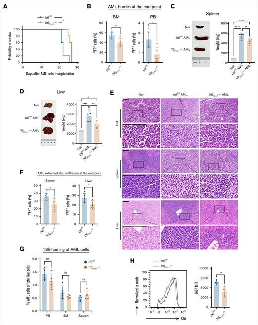 Deletion of Il6 in MSCs inhibits the progression of AML. (A) Kaplan-Meier survival curves of Il6fl/fl and Il6Prrx1–/– AML mice. (B) The proportion of AML cells in the BM and PB of Il6fl/fl and Il6Prrx1–/– AML mice. (C) Spleen size and weight in Il6fl/fl and Il6Prrx1–/– AML mice. (D) Liver size and weight in Il6fl/fl and Il6Prrx1–/– AML mice. (E) Hematoxylin and eosin (H&E) staining was used to assess the infiltration of AML cells in BM, splenic, and hepatic tissues (scale bar, 100 μm). (F) FCM was used to quantify the infiltration ratio of AML cells in the splenic and hepatic tissues. (G) FCM analysis of YFP+MLL:: AF9 AML cell homing to PB, BM, and spleen at 18 hours after transplantation into Il6fl/fl and Il6Prrx1–/– recipient mice. (H) Ki67 staining of AML cell isolated from Il6fl/fl and Il6Prrx1–/– AML mice to assess proliferative activity (n = 5 mice per group). Data are presented as mean ± SD. Log-rank (Mantel-Cox) test was used for survival study comparisons (panel A). Differences analyzed using ordinary 1-way ANOVA with Tukey multiple comparisons test (panels C-D), 2-way ANOVA with Sidak multiple comparisons test (panel G), or 2-tailed unpaired t test (panels B,F,H). ∗P < .05; ∗∗P < .01; ∗∗∗∗P < .0001. Nor, normal healthy mice; ns, not significant.