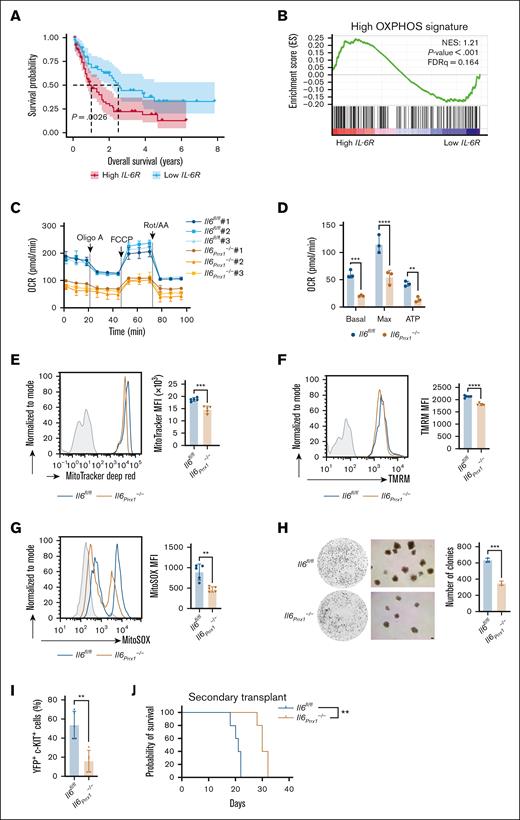 The absence of Il6 in MSCs impairs the OXPHOS status in AML cells. (A) Overall survival analysis of patients with AML with high (n = 65) and low expression (n = 65) of IL-6R from the TCGA database. (B) Gene set enrichment analysis of the high OXPHOS gene signature in patients with AML with high and low IL-6R expression from the TCGA database. (C) Measurement of mitochondrial respiration in AML cells isolated from Il6fl/fl and Il6Prrx1–/– AML mice using a Seahorse Bioscience XF analyzer (n = 3). (D) Calculation of basal respiration, maximal respiration, and mitochondrial ATP production based on measurements shown in panel C (n = 3). (E-G) FCM analysis of mitochondrial mass (E), membrane potential (F), and mtROS levels (G) in AML cells isolated from Il6fl/fl and Il6Prrx1–/– AML mice (n = 5). (H) Colony formation assay of AML cells isolated from Il6fl/fl and Il6Prrx1–/– AML mice (n = 3; scale bar, 100 μm). (I) FCM analysis of LSC frequency, defined as YFP+ c-KIT+ cells, in the BM of Il6fl/fl and Il6Prrx1–/– mice (n = 5). (J) Kaplan-Meier survival curves of secondary recipient mice transplanted with 2 × 105 AML cells derived from primary Il6fl/fl or Il6Prrx1–/– AML mice (n = 5). Data are presented as mean ± SD. Log-rank (Mantel-Cox) test was used for survival study comparisons (panels A,J). Differences were analyzed using 2-way ANOVA with Sidak multiple comparisons test (panel D) or 2-tailed unpaired t test (panels E-I). ∗∗P < .01; ∗∗∗P < .001; ∗∗∗∗P < .0001. ATP, adenosine triphosphate; Basal, basal respiration; FDRq, false discovery rate q-value; Max, maximal respiration; MFI, mean fluorescence intensity; NES, normalized enrichment score; OCR, oxygen consumption rate.