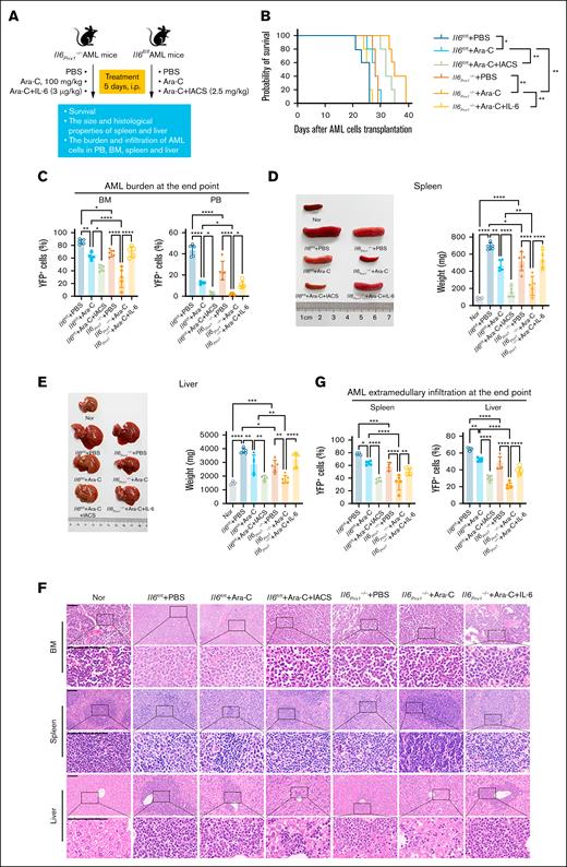 Deletion of Il6 in MSCs enhances chemosensitivity of AML mice to Ara-C. (A) Schematic diagram of the experimental process in the mouse model. (B) Kaplan-Meier survival curves of AML mice. (C) AML burden in the BM and PB of AML mice. (D) Spleen size and weight in Il6fl/fl and Il6Prrx1–/– AML mice. (E) Liver size and weight in Il6fl/fl and Il6Prrx1–/– AML mice. (F) H&E staining was used to assess the infiltration of AML cells in the BM, splenic, and hepatic tissues (scale bar, 100 μm). (G) FCM was used to quantify the infiltration ratio of AML cells in the splenic and hepatic tissues (n = 5 mice per group). Data are presented as mean ± SD. Log-rank (Mantel-Cox) test was used for survival study comparisons (panel B). Differences were analyzed using ordinary 1-way ANOVA with Tukey multiple comparisons test (panels C-E,G). ∗P < .05; ∗∗P < .01; ∗∗∗P < .001; ∗∗∗∗P < .0001. IACS, IACS-010759 (OXPHOS inhibitor); Nor, normal healthy mice.
