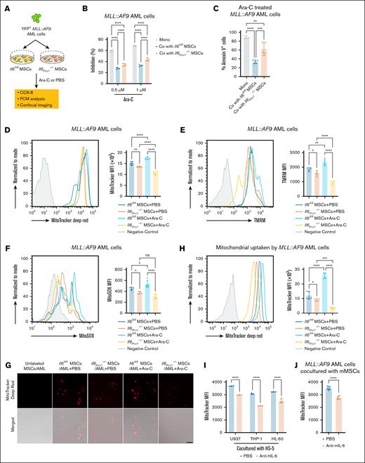 MSC-derived IL-6 increases the active mitochondria in AML cells to resist Ara-C treatment. (A) Experimental layout for assessing mitochondrial function of MLL::AF9 AML cells cocultured with MSCs isolated and purified from mouse BM, followed by treatment with Ara-C or PBS. (B) CCK-8 assay to measure the inhibitory effect of Ara-C on MLL::AF9 AML cells after in vitro coculture (n = 5). (C) Apoptotic cells were determined by FCM analysis of allophycocyanin-annexin V and 7-aminoactinomycin D staining (n = 5). (D-F) FCM analysis of mitochondrial mass (D), mitochondrial membrane potential (E), and mtROS levels (F) in MLL::AF9 AML cells after in vitro coculture (n = 5). (G-H) Laser scanning confocal microscopy (G) and FCM (H) to observe mitochondrial transfer from MSCs to MLL::AF9 AML cells (n = 5; scale bar, 50 μm). (I-J) FCM analysis of mitochondrial transfer from HS-5 (n = 3) (I) or mouse MSCs (n = 5) (J) to AML cells, after pretreatment with anti-human IL-6 (anti–hIL-6) or anti-mouse IL-6 (anti–mIL-6) neutralizing antibodies. Data are presented as mean ± SD (panels B-F,H,J) or SEM (panel I). Differences were analyzed using ordinary 1-way ANOVA with Tukey multiple comparisons test (panels C-F,H), 2-way ANOVA with Sidak multiple comparisons test (panels B,I), or 2-tailed unpaired t test (panel J). ∗P < .05; ∗∗P < .01; ∗∗∗P < .001; ∗∗∗∗P < .0001. Co, cocultured; mMSCs, mouse MSCs; Mono, monocultured; ns, not significant.