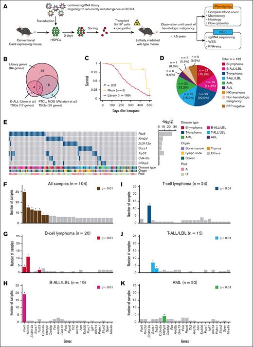 CRISPR loss-of-function screening of recurrently mutated genes in DLBCL. (A) Schematic representation of CRISPR loss-of-function screening targeting 86 recurrently mutated genes in DLBCL. (B) Overlap of sgRNA-targeted genes with recurrently altered TSGs in B-ALL/LBL, and PTCL, NOS. Because of interspecies differences, 86 murine genes in the CRISPR library correspond to 84 orthologous human genes. (C) Survival curves of recipient mice transplanted with HSPCs transduced with mock plasmid (n = 6) or the CRISPR library (n = 199). Log-rank test. (D) Distribution of hematologic malignancies in recipient mice (n = 132) according to the Bethesda proposals. (E) Landscape of significantly recurrent (q < 0.01) sgRNA-mediated disruption in the entire cohort (n = 104). Disease type, involved organ, and CRISPR library pool (bottom) as well as q values (right) are shown. (F-K) Number of samples harboring sgRNAs for each gene in the entire cohort (F; n = 104), B-cell lymphoma (G; n = 20), B-ALL/LBL (H; n = 19), T-cell lymphoma (I; n = 24), T-ALL/LBL (J; n = 15), and AML (K; n = 20). Significantly recurrent genes (q < 0.01) are colored and marked with asterisks. AML, acute myeloid leukemia; AUL, acute undifferentiated leukemia; NGS, next-generation sequencing; NK-lymphoma, natural killer-cell lymphoma; PTCL NOS, peripheral T-cell lymphoma, not otherwise specified; TSGs, tumor suppressor genes.