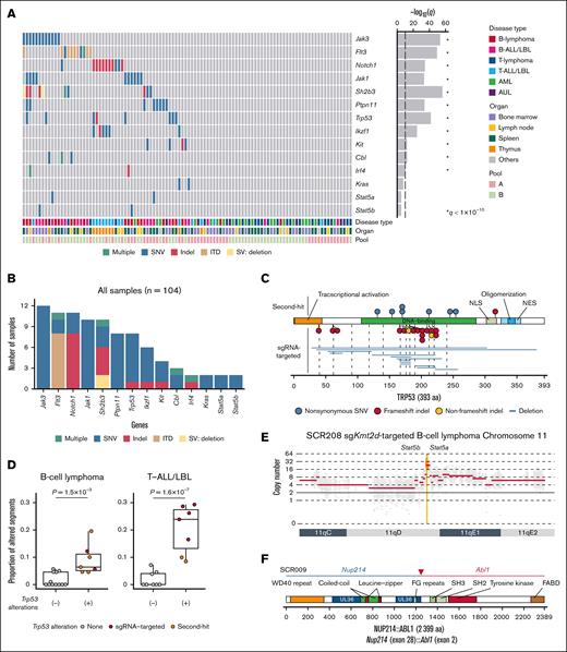 Second-hit driver alterations revealed by WES in CRISPR screening. (A) Landscape of significantly recurrent second-hit somatic alterations in the entire cohort. Disease type, involved organ, and CRISPR library pool (bottom) as well as q values (right) are shown. Significantly recurrent genes (q < 1 × 10−10) are marked with asterisks. (B) Number of samples harboring second-hit alterations for each gene in the entire cohort (n = 104). (C) Type and position of Trp53 second-hit alterations in the entire cohort. (D) Proportion of copy number–altered segments in samples with and without Trp53 alterations in B-cell lymphoma (n = 19) and T-ALL/LBL (n = 15). Brunner-Munzel test. (E) Stat5a/Stat5b amplification in a B-cell lymphoma case (SCR208). (F) Nup214::Abl1 fusion in a B-ALL/LBL case (SCR009). aa, amino acids; AUL, acute undifferentiated leukemia; ITD, internal tandem dupulication; NES, nuclear export signal; NLS, nuclear localization signal; SNV, single-nucleotide variant; SV, structural variation.