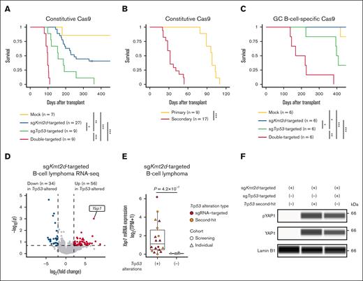 Kmt2d and Trp53 deficiencies coordinately induce B-cell lymphoma with Yap1 overexpression. (A) Survival curves of recipient mice transplanted with mock (n = 7), sgKmt2d (n = 27), sgTrp53 (n = 9), and double-targeted (n = 9) HSPCs with constitutive Cas9 expression. Log-rank test. (B) Survival curves of primary (n = 9) and secondary (n = 17) recipient mice transplanted with double sgKmt2d/sgTrp53-targeted HSPCs with constitutive Cas9 expression. Log-rank test. (C) Survival curves of recipient mice transplanted with mock (n = 6), sgKmt2d (n = 6), sgTrp53 (n = 6), and double-targeted (n = 6) HSPCs with GC B-cell–specific Cas9 expression. Log-rank test. (D) Volcano plot showing differentially expressed genes between single sgKmt2d-targeted (n = 7) and double sgKmt2d-targeted/Trp53-altered (n = 17) B-cell lymphoma. Genes with q value of <0.2 and |log2(fold change)| of >2 are considered significant and colored red (gained) or blue (lost). (E) Yap1 mRNA expression measured by RNA-seq in samples with (n = 17) or without (n = 7) Trp53 alterations in sgKmt2d-targeted B-cell lymphoma. Brunner-Munzel test. (F) YAP1 and pYAP1 protein expression measured by capillary electrophoresis-based immunoassay in representative samples with or without Trp53 alterations in sgKmt2d-targeted B-cell lymphoma. Lamin B1 is used as a loading control. Representative of 3 independent experiments. ∗P < .05; ∗∗P < .005; ∗∗∗P < .0005. mRNA, messenger RNA; pYAP1, phosphorylated YAP1; TPM, transcripts per million.