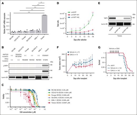 Yap1 overexpression and its targeting in Kmt2d- and Trp53-mutated B-cell lymphoma. (A) YAP1 mRNA expression measured by real-time quantitative polymerase chain reaction in 6 human DLBCL cell lines (n = 3 for each) with and without KMT2D and/or TP53 mutations. (B) YAP1 and pYAP1 protein expression measured by capillary electrophoresis-based immunoassay in 6 human DLBCL cell lines. Lamin B1 is used as a loading control. Representative of 3 independent experiments. (C) Effect of CA3 treatment on viability of 6 human DLBCL cell lines (n = 3 for each) measured by CellTiter-Glo luminescent cell viability assay. (D) Cell proliferation of Toledo cells expressing short hairpin RNA (shRNA) targeting GFP (control) or YAP1 after puromycin selection. (E) YAP1 protein expression measured by capillary electrophoresis-based immunoassay in Toledo cells expressing shRNA targeting GFP or YAP1. Lamin B1 is used as a loading control. Representative of 2 independent experiments. (F) Tumor volume in Toledo xenograft mice administered with 4 mg/kg of CA3 (n = 7) or vehicle (n = 7) 3 times a week for 12 doses. (G) Survival curves of mice transplanted with 2.5 × 103 murine double sgKmt2d-targeted/Trp53-altered B-cell lymphoma cells and administered with 4 mg/kg of CA3 (n = 16) or vehicle (n = 14) 3 times a week for 6 doses. Log-rank test. In panels C-D,F, data are represented as mean ± standard deviation. In panels A,D,F, Welch t test was performed. ∗P < .05; ∗∗P < .005; ∗∗∗P < .0005.