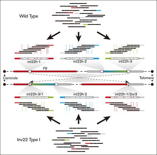 Diagram of int22h-related rearrangements analysis through the DAHH. Wild type and Inv22 type I as examples. int22h-1 is located within intron 22 of F8. int22h-2 and int22h-3 are located within the 2 arms of a stem-loop structure. Inv22 type I represents the inversion of the fragment between int22h-1 and int22h-3. Red bands represent F8, blue bands represent the upstream sequence of int22h-2, green bands represent the upstream sequence of int22h-3, and gray bands represent the downstream sequence of int22h-2 and int22h-3.