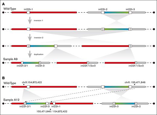 Complex variants in samples A9 and A12. (A) A model for the evolution of the complex variant in A9. An inversion occurred between int22h-2 and int22h-3, another inversion occurred between int22h-1 and int22h-2 (distal int22h), and a duplication of int22h-2 and int22h-1/2or3 repeats occurred sequentially. (B) The structure of the complex variant in A12. The fragment between int22h-2 and int22h-3 was inverted, and a repeat fragment was inserted into F8. One breakpoint of the insertion fragment is located at hg38 chrX:155,471,846; whereas the other is situated within int22h-2. In addition, a minor duplication of the sequence from hg38 chrX:154,872,422 to int22h-1 occurred, with the insertion site located at the junction of this duplication.