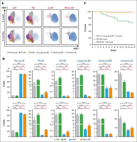 Effects of PAX5::ELN oncoprotein expression in the absence of IL7R. (A) Immunophenotypic characterization of medullar B-cell populations. UMAP (Uniform Manifold Approximation and Projection) of the clustering analysis of the B-cell subpopulations from 3-week- and 3-month-old mice with the indicated genotypes. Eight surface markers were targeted to identify the subpopulations: B220, CD19, CD117, CD43, IL7R, BP1, CD25, and IgM (supplemental Figure 1 and supplemental Materials and Methods). (B) Percentages of the medullar B-cell subpopulations, from 3-week- and 3-month-old mice with the indicated genotypes. Results are expressed as mean ± SD (GraphPad Prism) and overall differences between values were evaluated by t test with Mann–Whitney U posttest. The difference between means is significant if ∗P value <.05, very significant if ∗∗P value <.01, extremely significant if ∗∗∗P value <.001, or if ∗∗∗∗P value <.0001. (C) Kaplan-Meier survival curves. The genotypes and the numbers of mice are indicated. The follow-up was stopped in the 15th month. Throughout the study, the mutant mice were hemizygous for the human PAX5::ELN–encoding cDNA insertion and homozygous for IL7R-deficiency. IgM, immunoglobulin M; SD, standard deviation; WT, wild type.